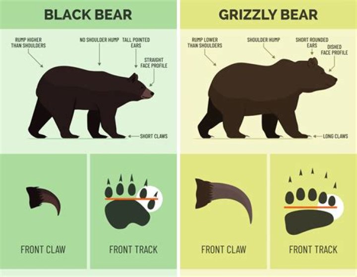 Brown Bear vs Grizzly Bear: Key Differences, Facts, and Insights